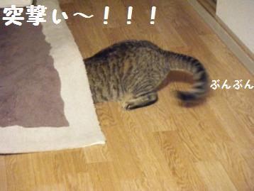 頭隠して。。。トラ吉のかくれんぼ！？_a0348473_13013947.jpg