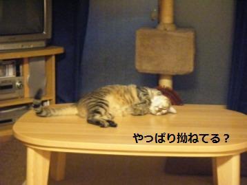 トラ吉★留守番のこと。。。_a0348473_13020186.jpg