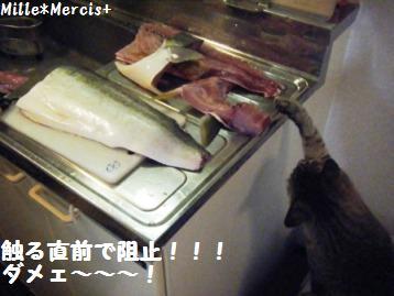 旦那様の釣果【10.12.29】寒鰤釣ったどぉ～！！！_a0348473_13055107.jpg