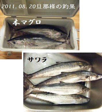 旦那様の釣果【11.08.20】_a0348473_13163793.jpg