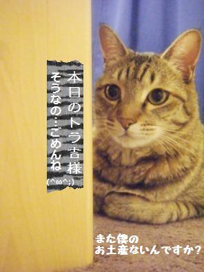 【画像多し】ロハスフェスタに行ってきました♪_a0348473_13245962.jpg
