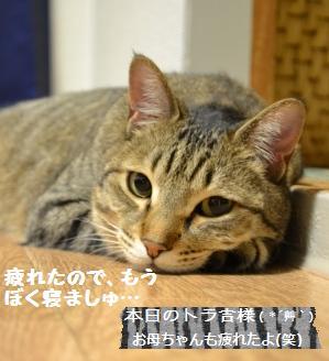 苺たっぷり牛乳無し酵母スコーン_a0348473_13250352.jpg