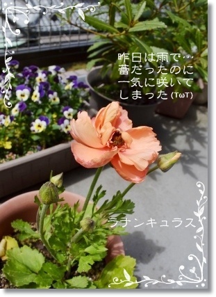 【VIRONバゲ】ドライトマトフーガス@とかちの_a0348473_13251298.jpg