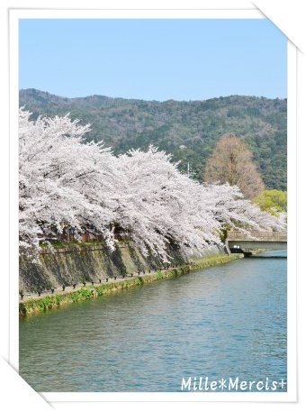 【京都桜情報】平安神宮と平野神社_a0348473_13252320.jpg