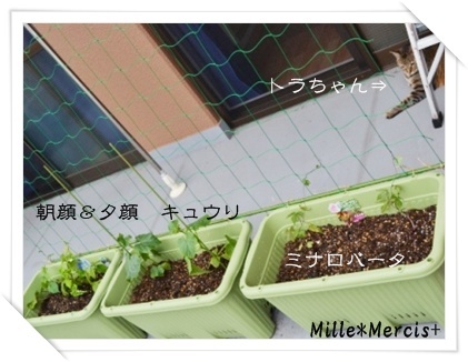 【観察日記】一番花が咲いたよ^^_a0348473_13272169.jpg