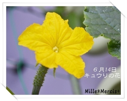 【観察日記】一番花が咲いたよ^^_a0348473_13272217.jpg