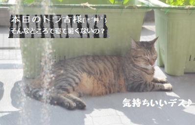 【観察日記】一番花が咲いたよ^^_a0348473_13272367.jpg