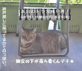 酵母の怖い話!?と久々ヨーグルト酵母_a0348473_13292117.jpg