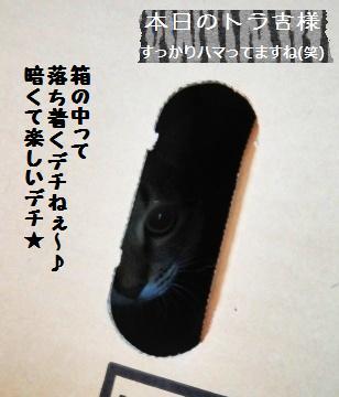 レーズン無ろ過ビール酵母☆_a0348473_13350906.jpg
