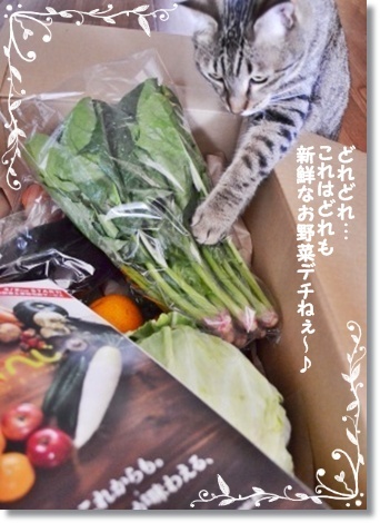 ニャンコのマカロン♪_a0348473_13374263.jpg