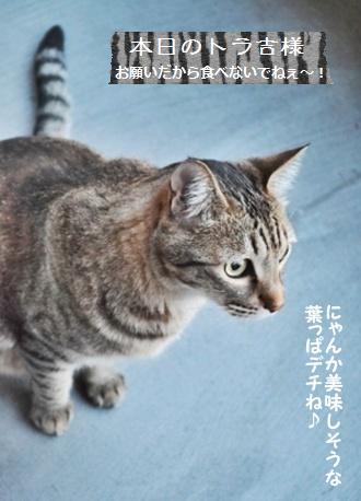 今年も起こしたよぉ~♪バラ酵母_a0348473_13385263.jpg
