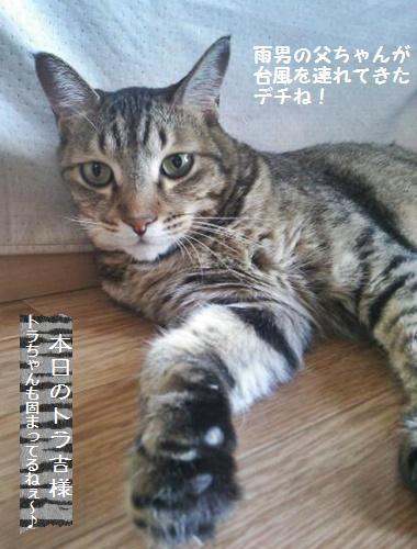 寒天で作る水羊羹♪ゼラチンとアガー寒天の違い★_a0348473_13410475.jpg