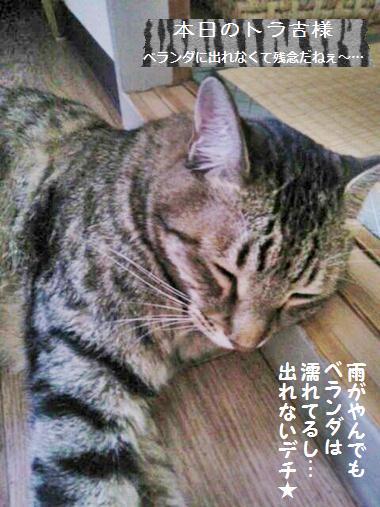 洋梨のタルトと癒される庭_a0348473_13411293.jpg