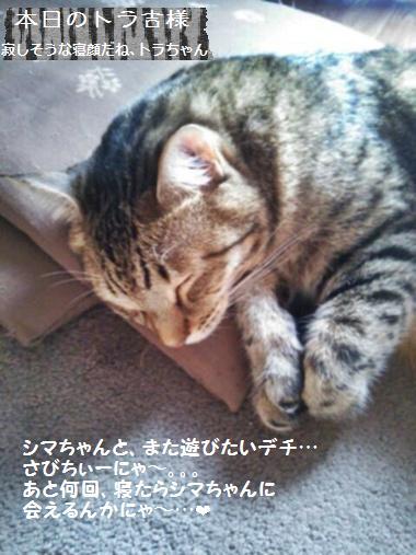 贅沢ブルーベリーコンフィチュ~ルと畑の恩恵♪_a0348473_13412127.jpg