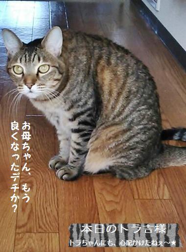 5冊目☆ロティ・オランの高加水パン完全制覇♪_a0348473_13453644.jpg