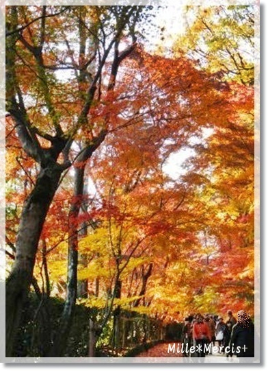 紅葉狩り☆京都 長岡京　光明寺_a0348473_13454928.jpg