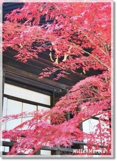 紅葉狩り☆京都 長岡京　光明寺_a0348473_13454954.jpg