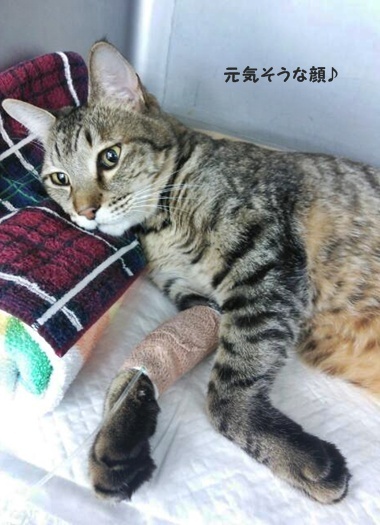 トラ吉さんのこと。とスコーンを焼いたけど…_a0348473_13471642.jpg