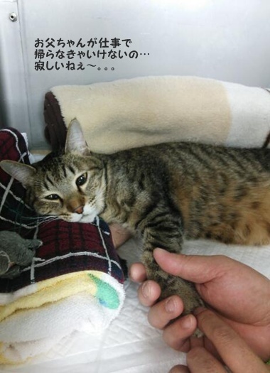 トラ吉さんのこと。とスコーンを焼いたけど…_a0348473_13471661.jpg