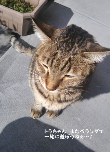 トラ吉さんのこと。とスコーンを焼いたけど…_a0348473_13471763.jpg