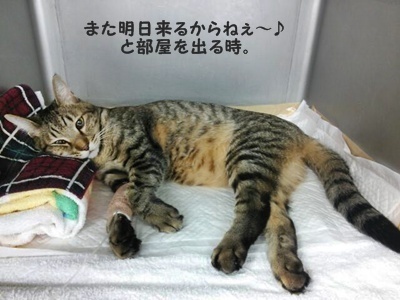 トラ吉さんのこと。とスコーンを焼いたけど…_a0348473_13471778.jpg