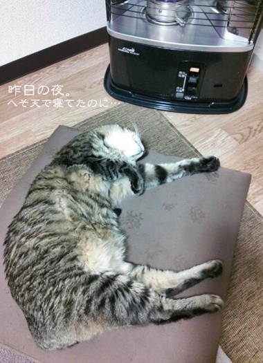トラ吉様の急変。。。_a0348473_13472095.jpg