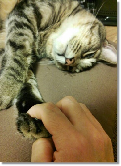今週のトラ吉様というか、私のつぶやき…_a0348473_13473844.jpg