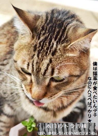 今週のトラ吉様というか、私のつぶやき…_a0348473_13473903.jpg
