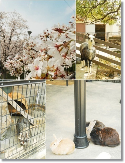 桜祭りと無料動物園そして美味しいパスタ♪_a0348473_13490727.jpg