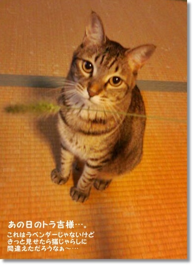 初挑戦のラベンダー酵母！_a0348473_13495637.jpg