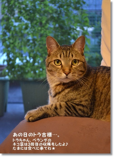 白神酵母の美味しいパンと…まだ失敗してるやつ_a0348473_13514136.jpg