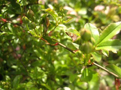 c0289473_11234674.jpg