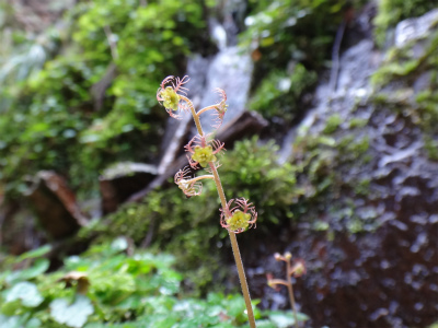 花を求めて井原山へ（糸島市）_d0182075_20165340.jpg