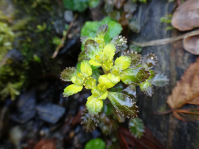 花を求めて井原山へ（糸島市）_d0182075_2018665.jpg