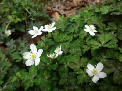 花を求めて井原山へ（糸島市）_d0182075_202159100.jpg