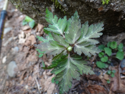 花を求めて井原山へ（糸島市）_d0182075_2023941.jpg