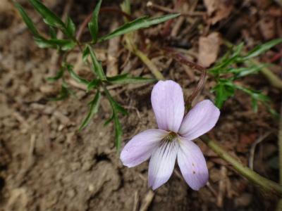 花を求めて井原山へ（糸島市）_d0182075_20245247.jpg