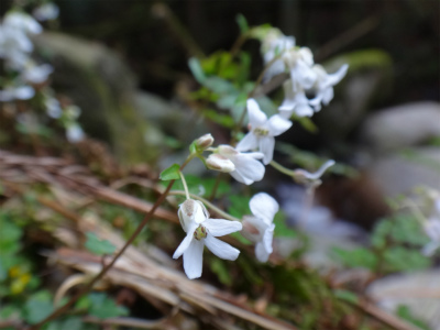 花を求めて井原山へ（糸島市）_d0182075_2042876.jpg