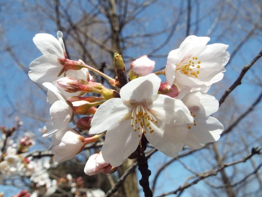 ３月２９日仙川と祖師谷公園見て歩き_e0145782_1259835.jpg