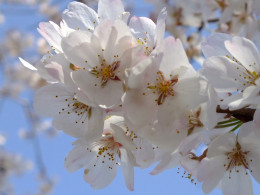 ３月２９日仙川と祖師谷公園見て歩き_e0145782_131241.jpg