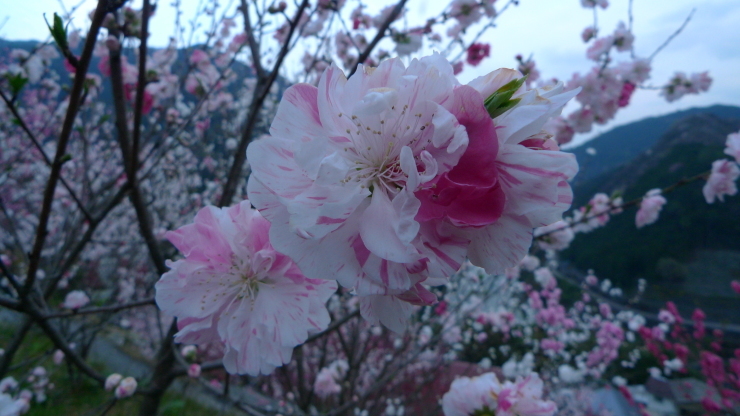 仁淀川町寺村～高知市～土佐山田町平山_c0212083_21090127.jpg