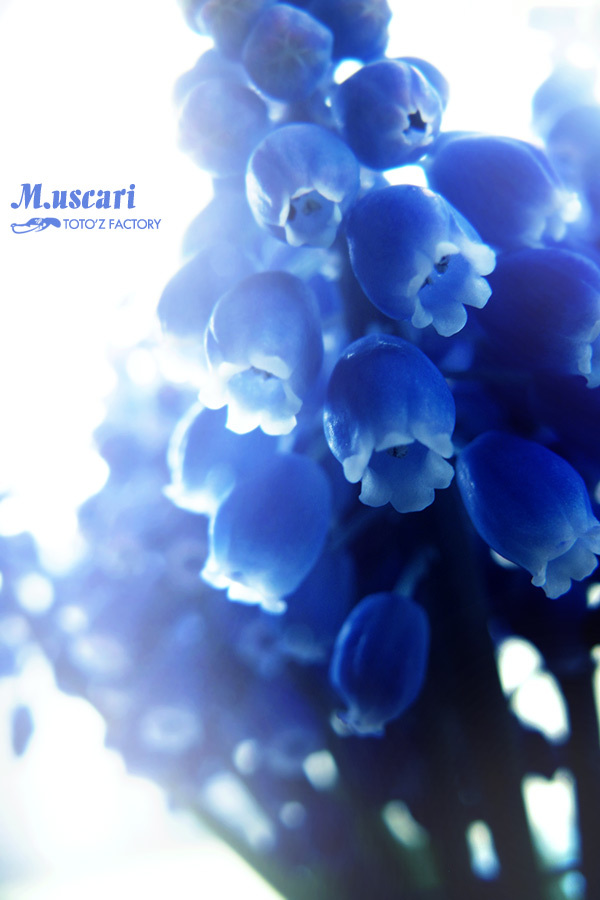 ムスカリ_a0034287_10520607.jpg