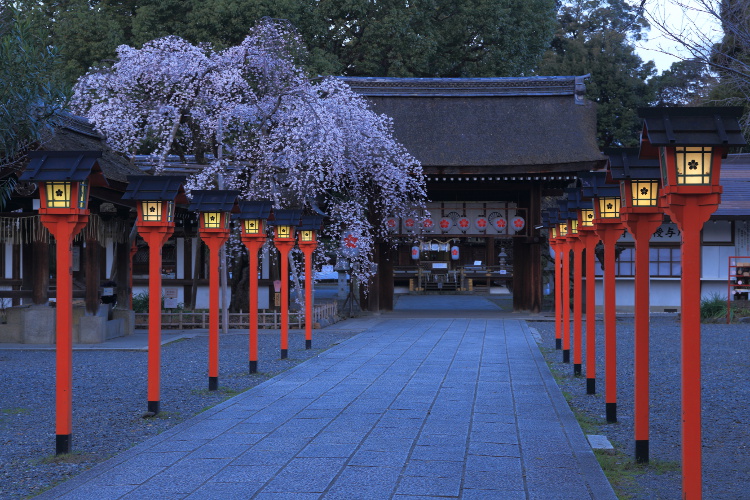 平野神社_e0051888_21101668.jpg