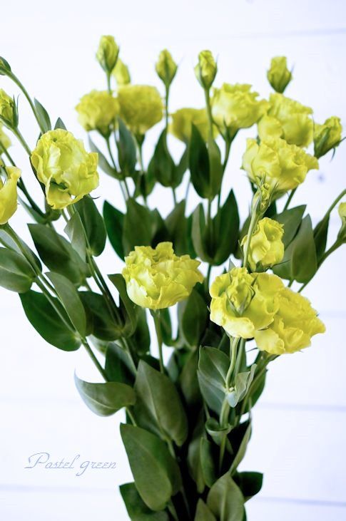 トルコキキョウ Pastel Green Flower Diary トルコキキョウ Pastel Green Flower Diary