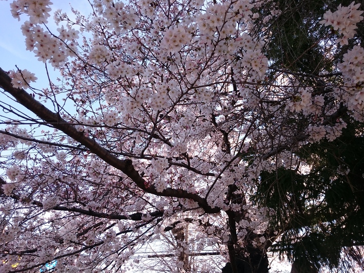 さくら_c0066693_14574813.jpg