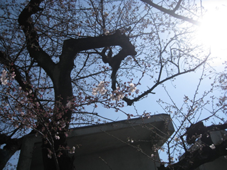 お花見日和_f0061394_10531772.jpg