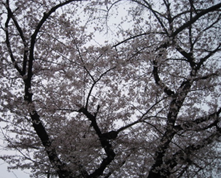 お花見日和_f0061394_1143933.jpg