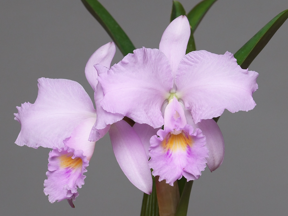 Cattleya (C.) schroederae \'Seijikun\' その２_a0267399_2334596.jpg