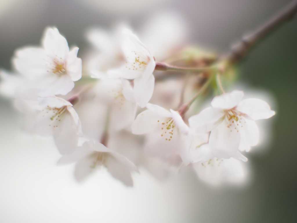 東京の桜 千鳥ヶ淵は満開_f0224100_1271923.jpg