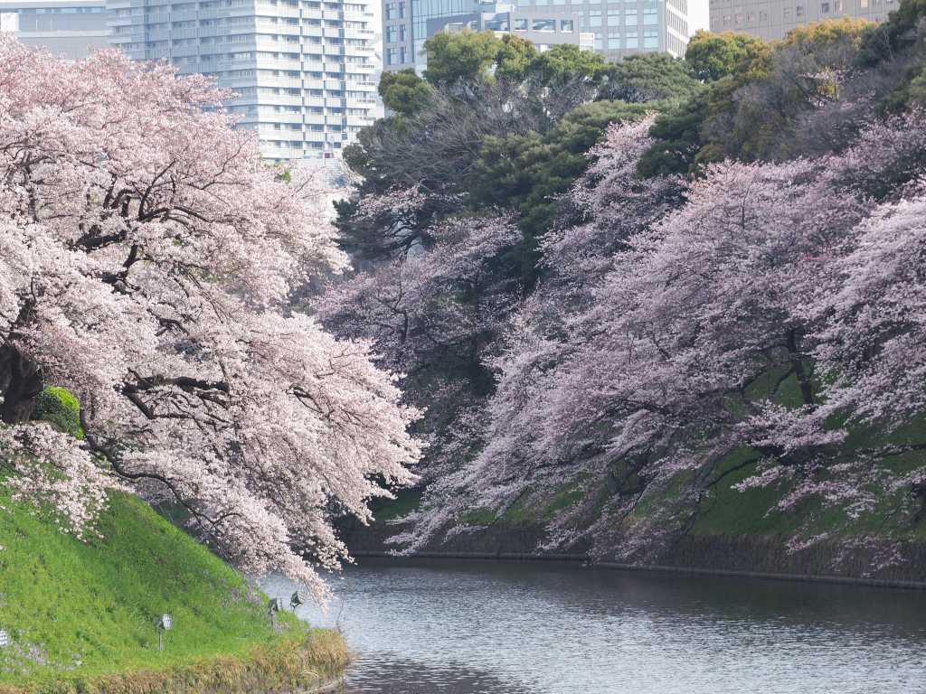 東京の桜 千鳥ヶ淵は満開_f0224100_1283754.jpg